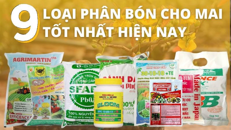 Cách bón phân cho cây mai vàng