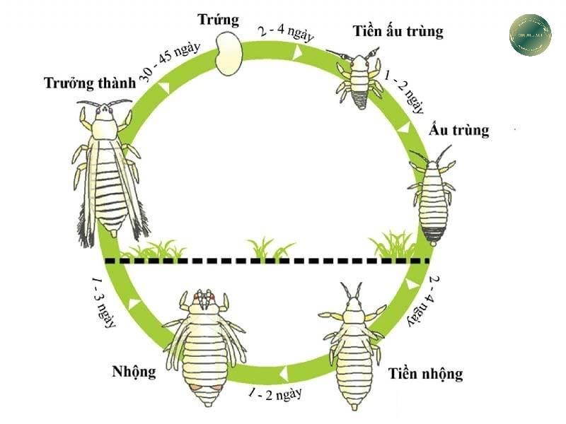 Cách trị bọ trĩ trên mai vàng