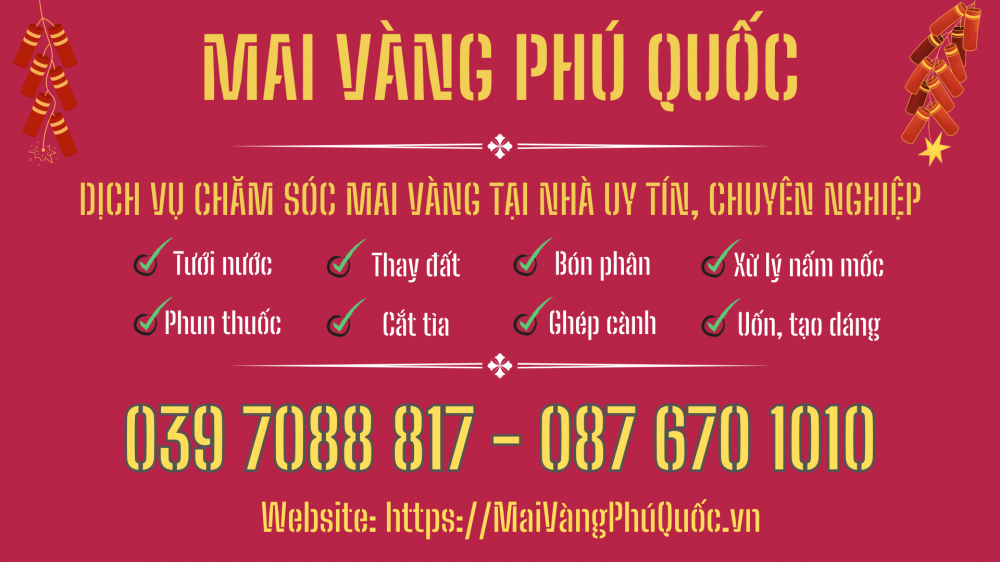 Mai vàng Phú Quốc - Dịch vụ chăm sóc mai tại nhà, chăm sóc mai sau tết ở PQ