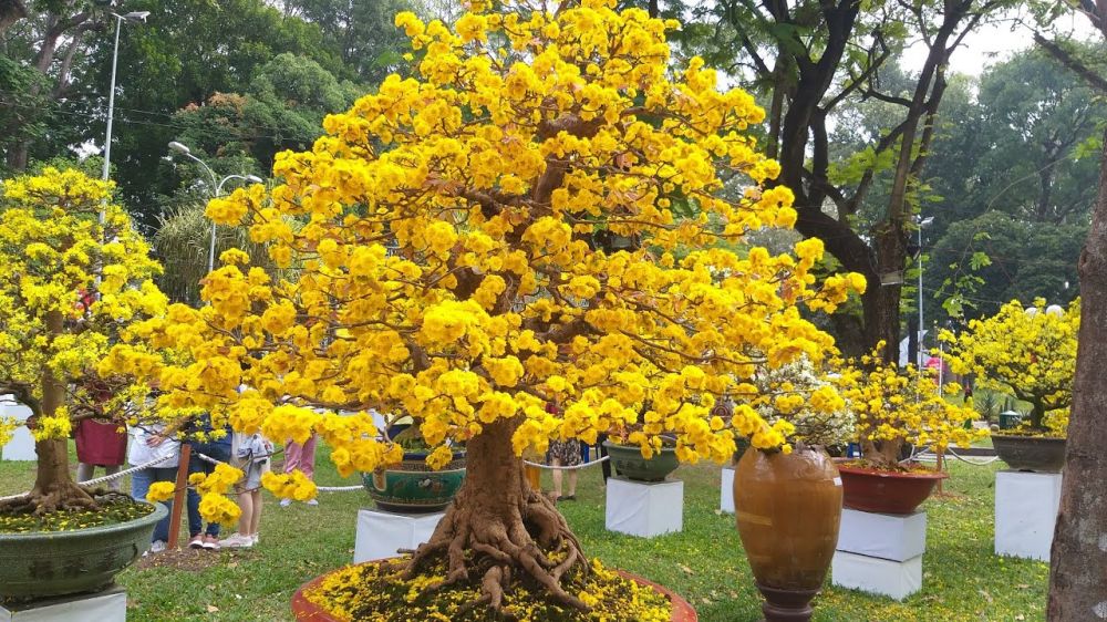 Mai Vàng PQ Lên Tầm Cao Mới - Dịch Vụ Chăm Sóc Mai PQ Chuyên Nghiệp và Đẳng Cấp!